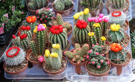 What To Plant With Cactus - Image to u