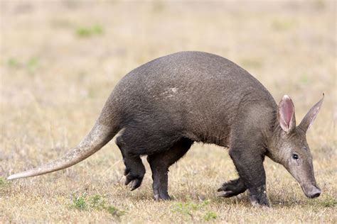 10 Facts About Aardvarks