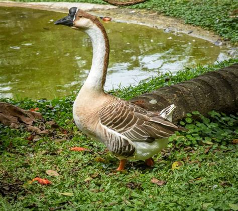 Swan Goose - Cebu Safari and Adventure Park