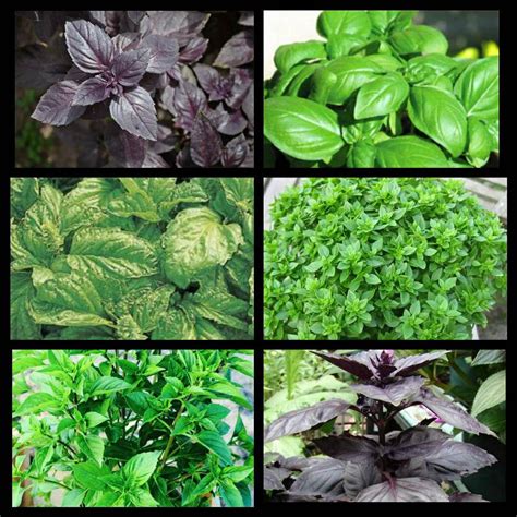 BASIL VARIETIES - Payne's Nurseries