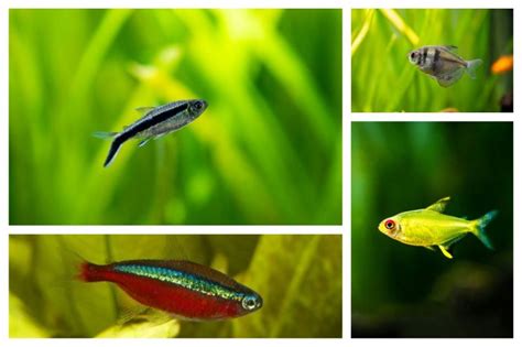 Caring for the 30 Types of Tetra Fish