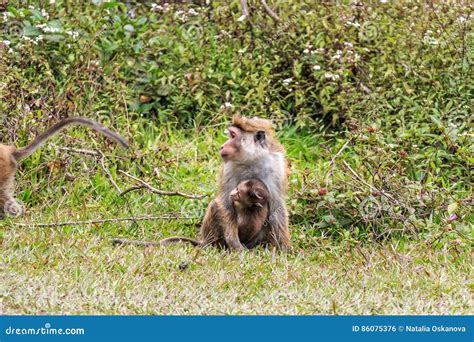 Sri-Lankan toque macaque stock photo. Image of mocker - 86075376