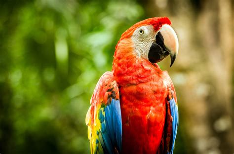 Macaw Facts for Kids | Can Parrots Mimic Human Speech