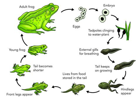 Learn Science Through Frog Life Cycle Coloring Pages - Coloring Pages