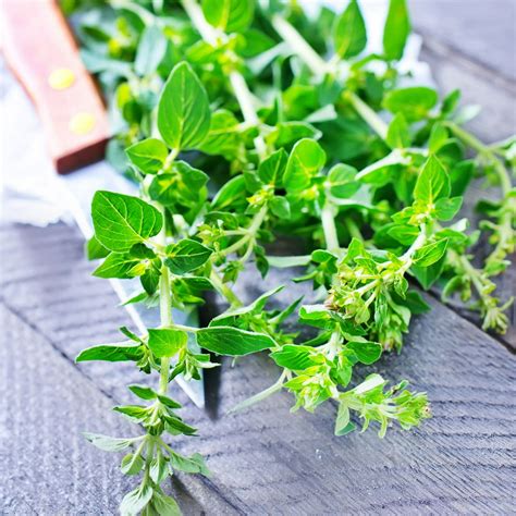 Thyme Seeds - French - 500 Mg ~300 Seeds - Thymus vulgaris spp ...