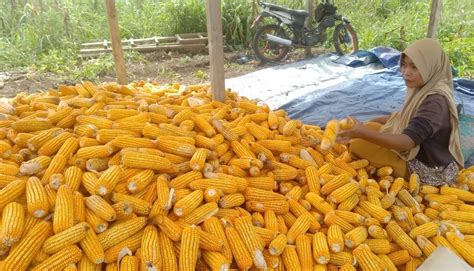 Ternyata Ponpes Ini Miliki Kebun Jagung, 2 Heaktar Khusus Tanam Jagung