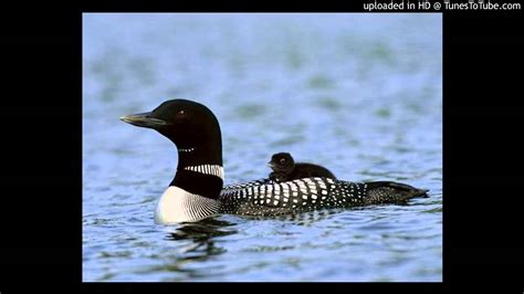 Common Loon Call Ambient Music - YouTube