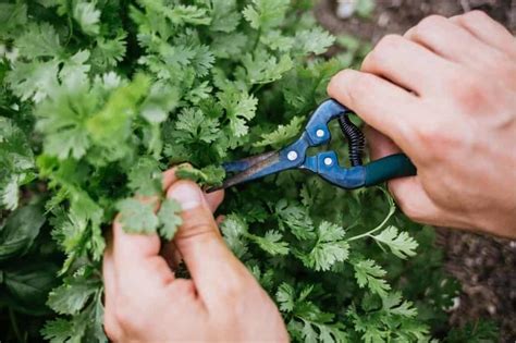 How to Harvest Cilantro (Again and Again!) - Growfully