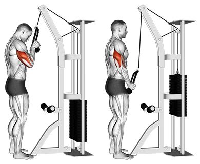 Exercise Database (Triceps21) - Standing One Arm Tricep Pushdowns ...