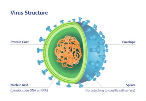 Week 2: Microbial pathogenesis- Viruses and Parasites Flashcards | Quizlet