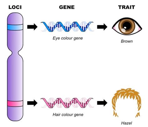 Unit # 2 - Genetic Processes - Ms. Hessing's Class