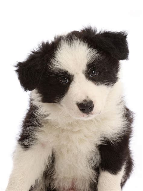 Black-and-white Border Collie Puppy, 7 Photograph by Mark Taylor