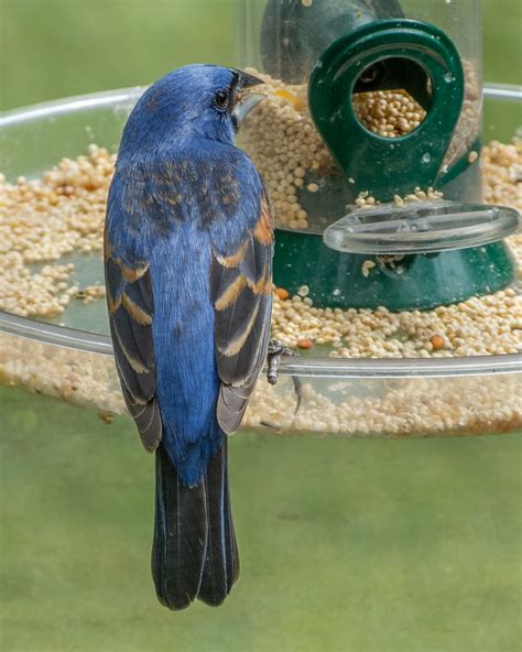 Blue Grosbeak male_22May2020 | Male Blue Grosbeak on a white… | Flickr