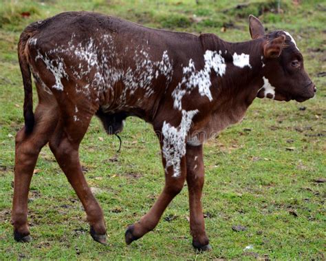 117 Calf Watusi Stock Photos - Free & Royalty-Free Stock Photos from ...