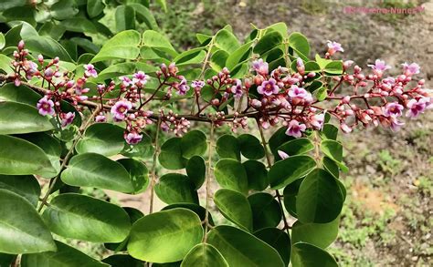 Flor-de-Carambola, Star Fruit Flowers, Bergendal Resort, S… | Flickr