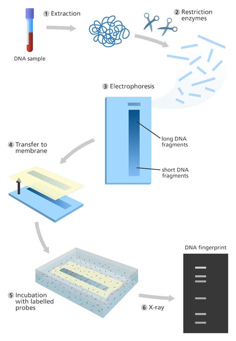 Dna Fingerprinting And Paternity Answer Key : Manipulating Dna How Is ...