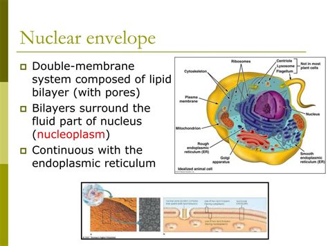 Nuclear Membrane Nuclear Envelope Definition Function