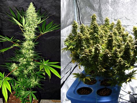 How to Research & Find the Right Strain | Grow Weed Easy