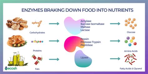 What are Enzymes Class 10? Functions and Examples of Digestive Enzymes ...