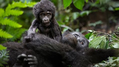 Mountain Gorilla Families in Bwindi Impenetrable National Park | Uganda