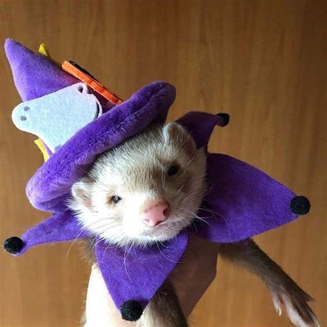 11 of the Best Ferret Costumes We've Seen so Far - Ferret Voice in 2020 ...