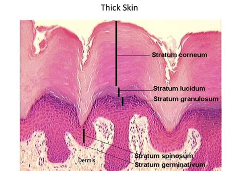 Thick Skin - Epidermal Layers - Histology | Histología, Cosmetologia