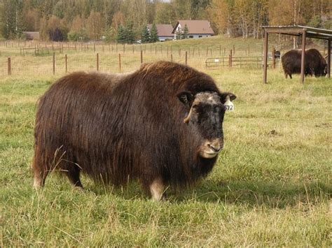 Musk Ox Farm (Palmer) - 2020 All You Need to Know BEFORE You Go (with ...