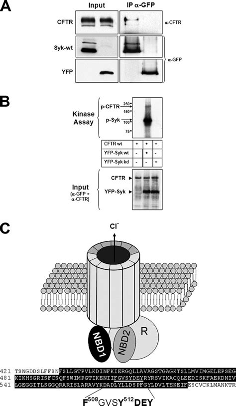 CFTR is a substrate for Syk protein kinase and contains a Syk substrate ...