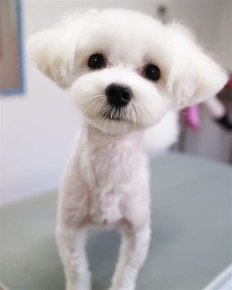 Pin by Kotitrimmaamo Inucorn on Furry friend in 2021 | Maltese dogs ...