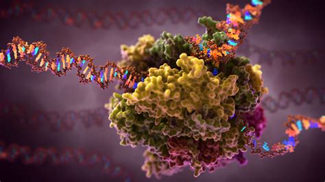 RNA Polymerase Transcription: Scientific Illustration GIF - Medical ...