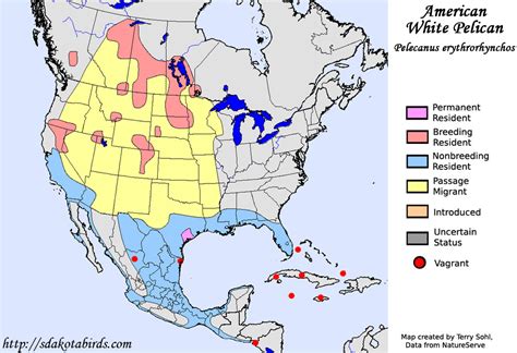 American White Pelican - Species Range Map