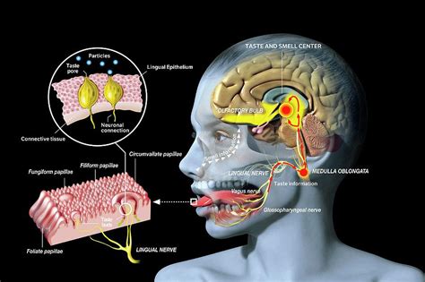 Taste And Smell Physiology Photograph by Jose Antonio Penas/science ...