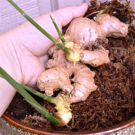 The Rainforest Garden: Growing Ginger Roots from the Grocery Store