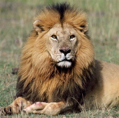 All Animals: Babbar Sher (Lion) Profile,news,photos