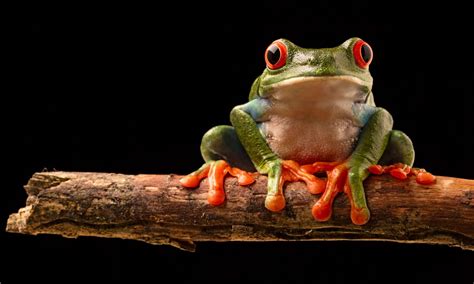 Red Eyed Tree Frog Habitat