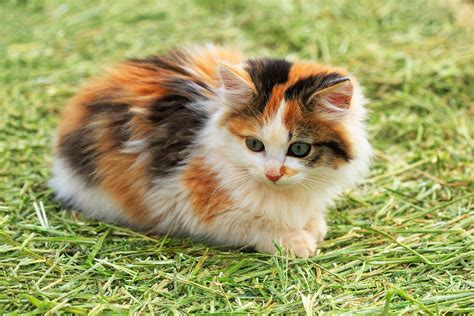 Understanding The Calico Cat Breed-info and facts about it. - HereKitt.com