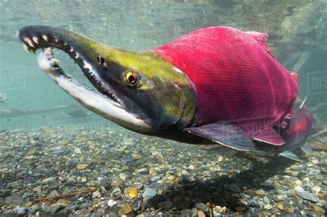 Oncorhynchus nerka “Sockeye salmon” | ビッグフィッシュ, 生き物, 鮭