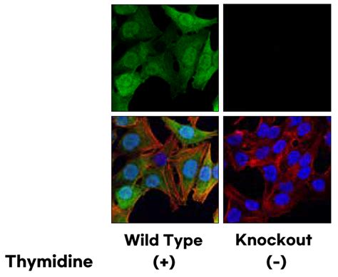 [Cell Signaling Technology] CST Antibody Validation-II - 서린바이오사이언스