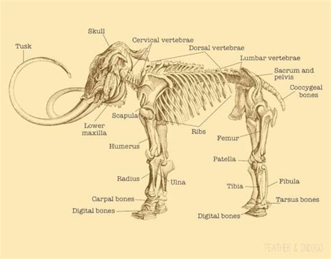 Wooly Mammoth skeleton print science chart mammoth poster nerd | Etsy