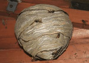 Bee Nest Identification