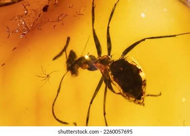 Baltic Fossil Amber Insects Stock Photo 2260057695 | Shutterstock