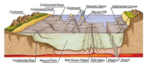 Ocean Floor Diagram Seamount | Review Home Co