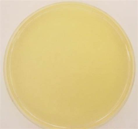 Nutrient Agar, Prepared Media Plates, 100 x 15 mm, Pack of 10 | KLM Bio ...