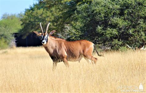 Roan Antelope in South Africa | AfricaHunting.com