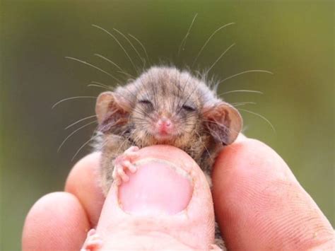 Photos of Australia's cute pygmy possums | Times of India Travel