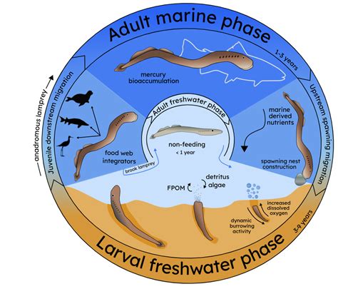 Lamprey conservation genomics | California Sea Grant