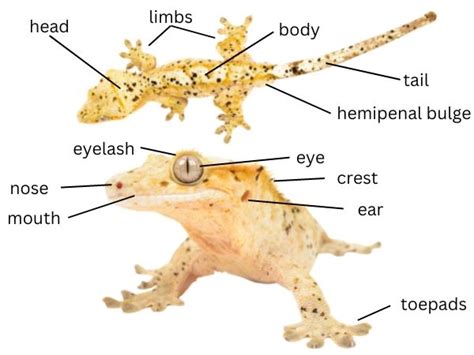 Crested Gecko Anatomy - The Complete Guide - VIVO Pets