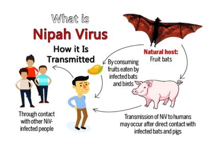 Nipah Virus: The Causes, Symptoms And Treatment | Kerala