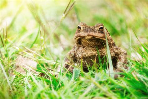 What is a Common toad ? - Answered - Twinkl Teaching Wiki