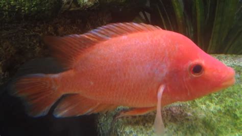 Red Devil Cichlid (Amphilophus labiatus)... | Tropical Fish Keeping